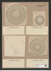 Craspedodiscus coscinodisucs Ehr. (de-Toni-Nr.: Genus 201, Species 4832) Zeichnungen Sammlung Grunow Nr. 8496 (NHMW-BOT-W0377968)